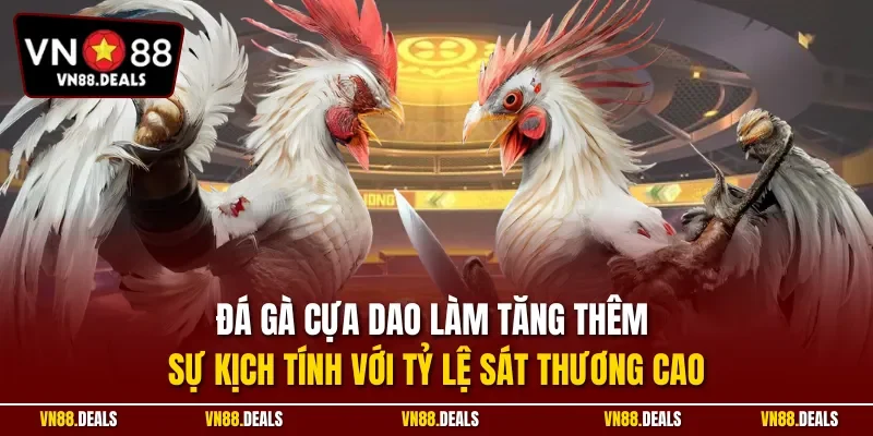 Đá gà cựa dao làm tăng thêm sự kịch tính với tỷ lệ sát thương cao